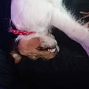 Alix participe au concours pour gagner de l'argent avec cette photo : adorable, animal, bandana, canine, closeup, cute, dog, domestic_animal, fluffy, fur, indoor, paw, pet, puppy, relaxing, resting, sleeping, snout, tooth, young