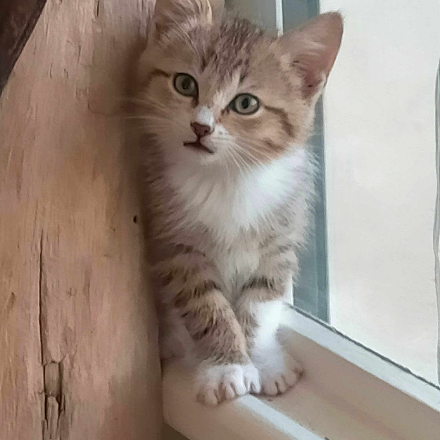 Mani a rejoint le concours — aidez-le/la à gagner de superbes lots ! abyssinian, angora, animal, cat, kitten, manx, pet, window, windowsill