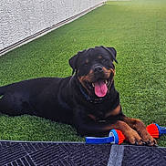 Sunny Bunny is registered to the contest to win money with this photo: dog, rottweiler, pet, animal, grass, toy, outdoor, happy, smiling, tongue_out, black_fur, brown_fur, collar, paw, playful, sunlight, mat, wall, resting, domestic_animal