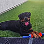dog, rottweiler, pet, animal, grass, toy, outdoor, happy, smiling, tongue_out, black_fur, brown_fur, collar, paw, playful, sunlight, mat, wall, resting, domestic_animal