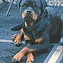 Sunny Bunny joined the competition — help win amazing prizes! rottweiler, dog, pet, animal, outdoor, paws, black_and_tan, collar, mat, resting, lying_down, fur, canine, portrait, close_up, paw_crossed, rock, background, calm, watchful