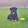 rottweiler, dog, pet, animal, grass, lawn, toy, play, outdoor, happy, tongue_out, lying_down, greenery, backyard, stone, wall, collar, summer, sunlight, nature