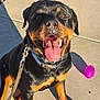 Sunny Bunny is registered to the contest to win money with this photo: rottweiler, dog, tongue_out, happy, pet, leash, collar, toy, purple_ball, sunlight, shadow, outdoor, sidewalk, concrete, playful, canine, animal, black_and_tan, cheerful, portrait