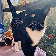 Nina a rejoint le concours — aidez-le/la à gagner de superbes lots ! cat, tuxedo_cat, whiskers, yellow_eyes, front_paw, black_fur, white_chest, blanket, stuffed_animal, plush_toy, window_screen, sunlight, lens_flare, plants, flowers, balcony, cozy, pet, portrait, curiosity