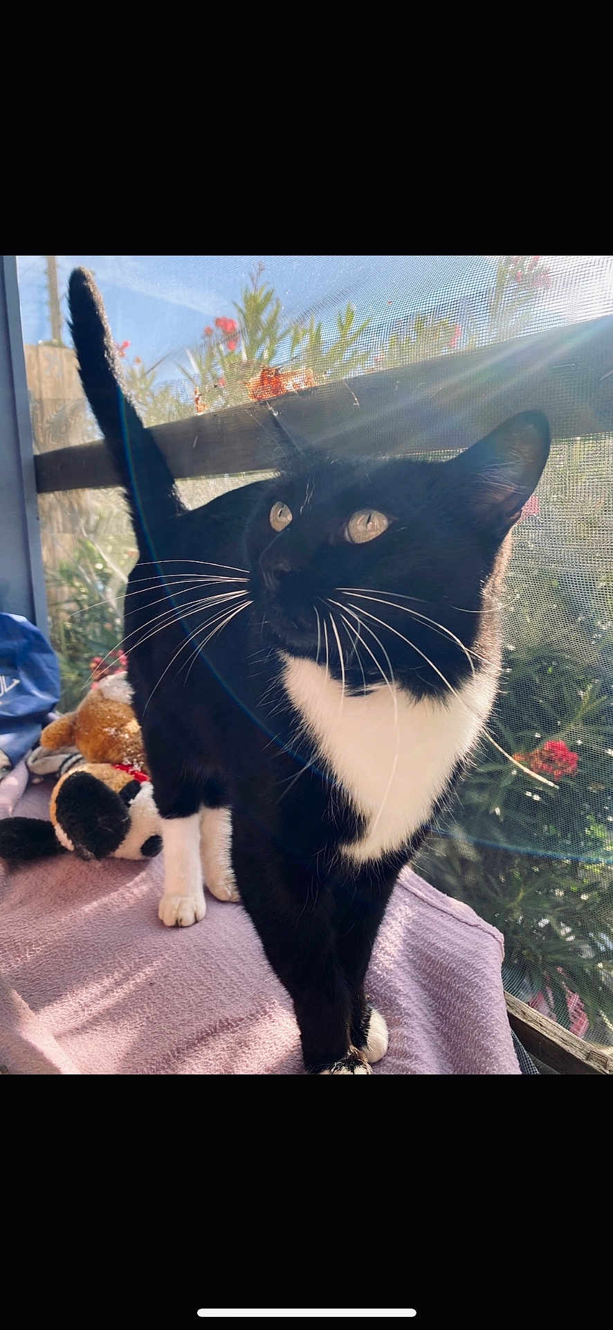 Nina a rejoint le concours — aidez-le/la à gagner de superbes lots ! cat, tuxedo_cat, whiskers, yellow_eyes, front_paw, black_fur, white_chest, blanket, stuffed_animal, plush_toy, window_screen, sunlight, lens_flare, plants, flowers, balcony, cozy, pet, portrait, curiosity
