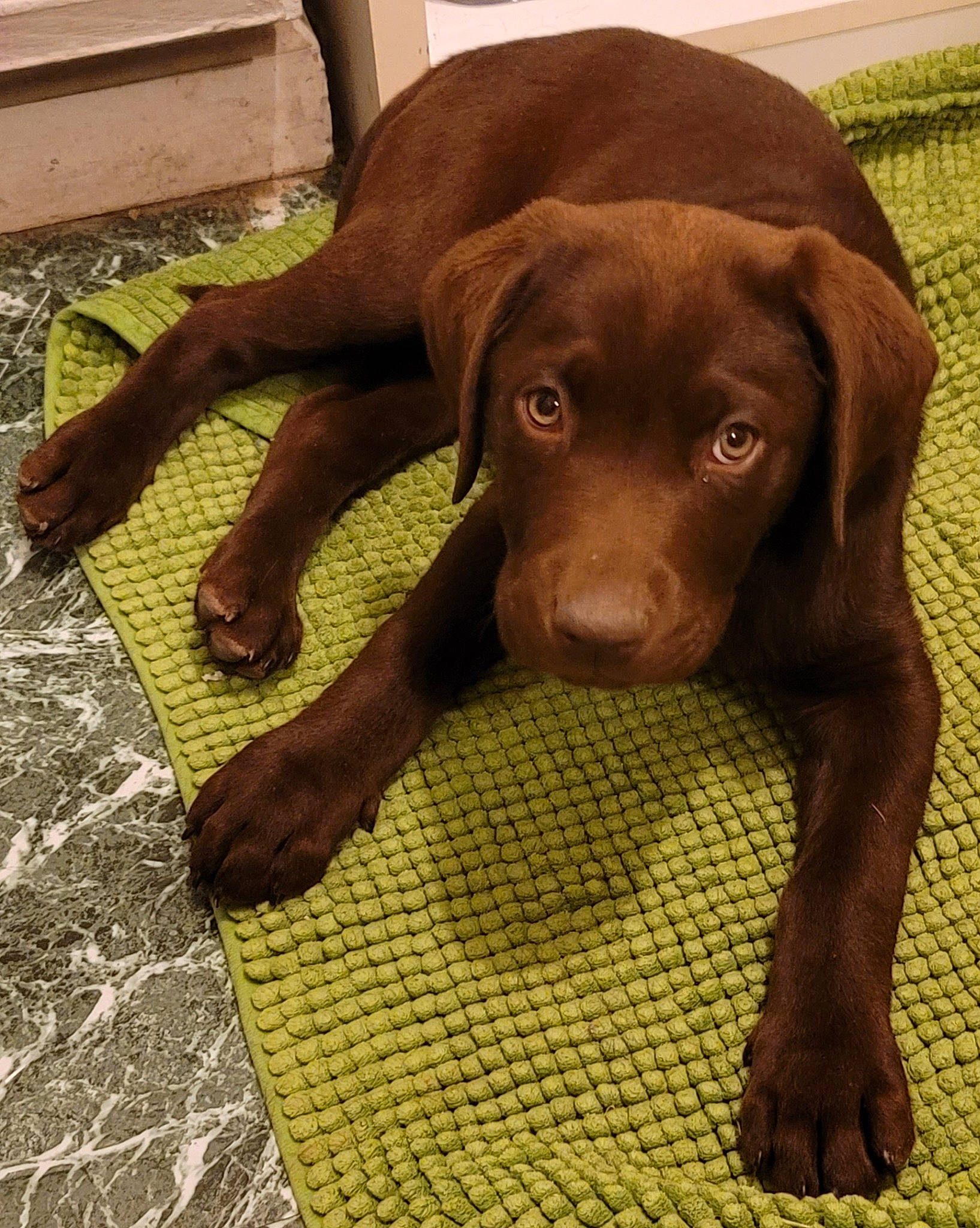 Ronin is registered to the contest to win money with this photo: borador, canidae, carnivore, companion_dog, dog, dog_breed, dog_collar, eye, fawn, flooring, fur, gun_dog, liver, pet_supply, snout, sporting_group, terrestrial_animal, whiskers, wood, working_animal