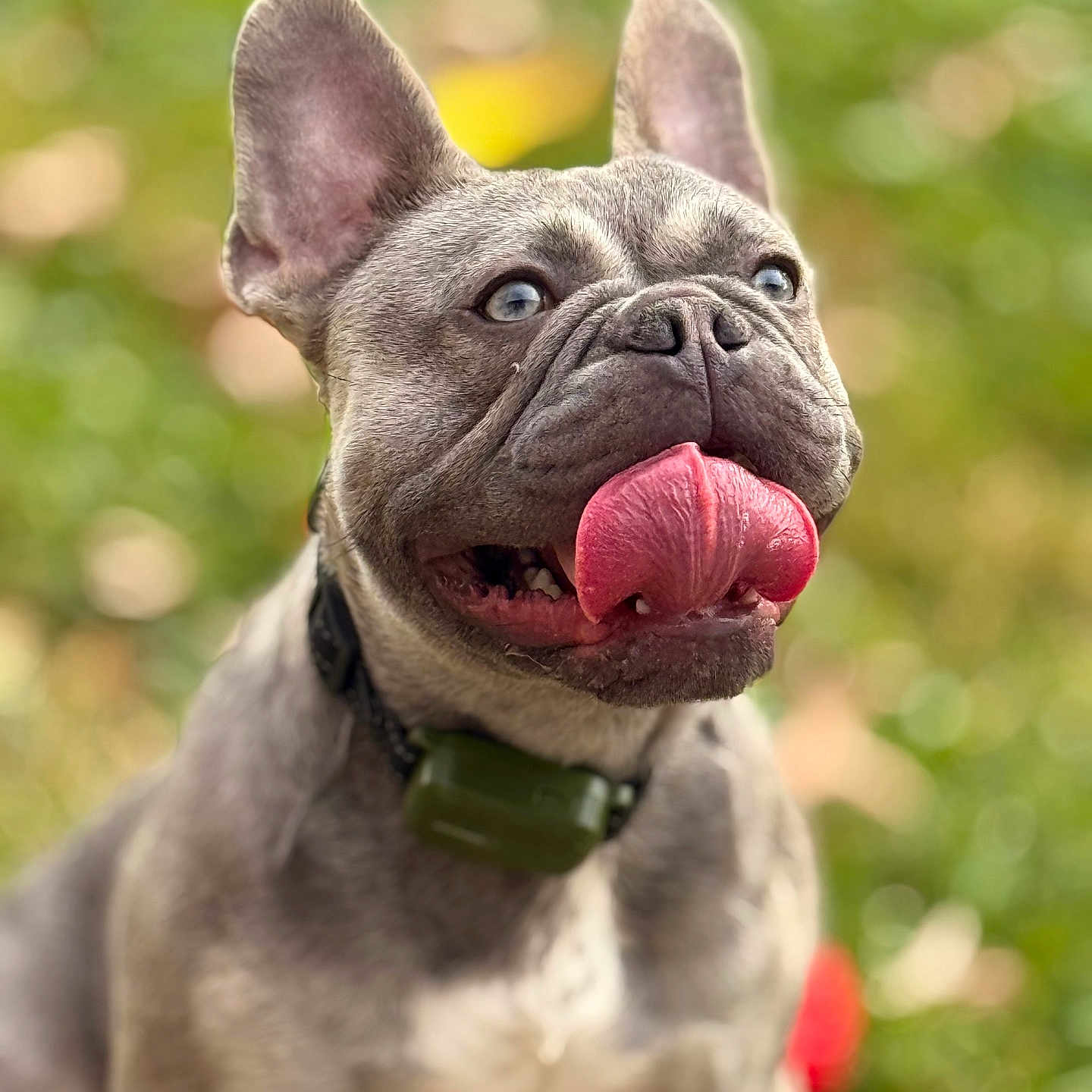 Winston is registered to the contest to win money with this photo: animal, blue_eyes, canine, closeup, collar, cute, dog, ears, french_bulldog, green_background, happy, mammal, nature, outdoor, pet, playful, portrait, summer, tongue, tongue_out
