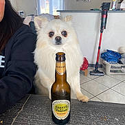 Noah participe au concours pour gagner de l'argent avec cette photo : beer, beverage, bottle, casual, curious, dog, floor_tiles, fluffy, furniture, home, indoor, laundry_basket, person, pet, photo_frames, sweatshirt, table, vacuum_cleaner, white_dog, window