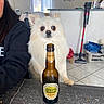 beer, beverage, bottle, casual, curious, dog, floor_tiles, fluffy, furniture, home, indoor, laundry_basket, person, pet, photo_frames, sweatshirt, table, vacuum_cleaner, white_dog, window
