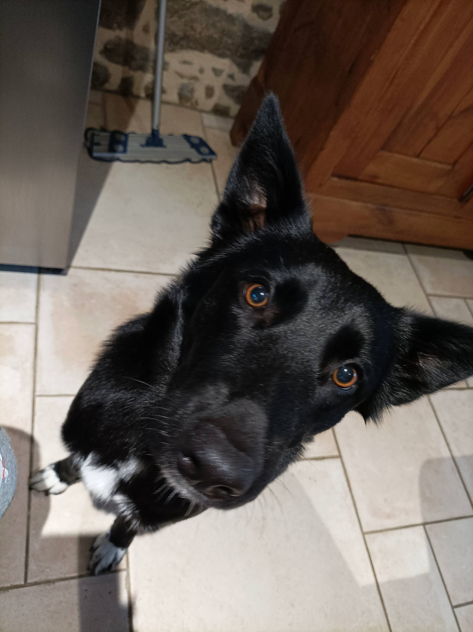 Tia a rejoint le concours — aidez-le/la à gagner de superbes lots ! borador, canidae, carmine, carnivore, companion_dog, dog, dog_breed, electric_fan, fur, mechanical_fan, non_sporting_group, snout, sporting_group, whiskers, wood, working_animal