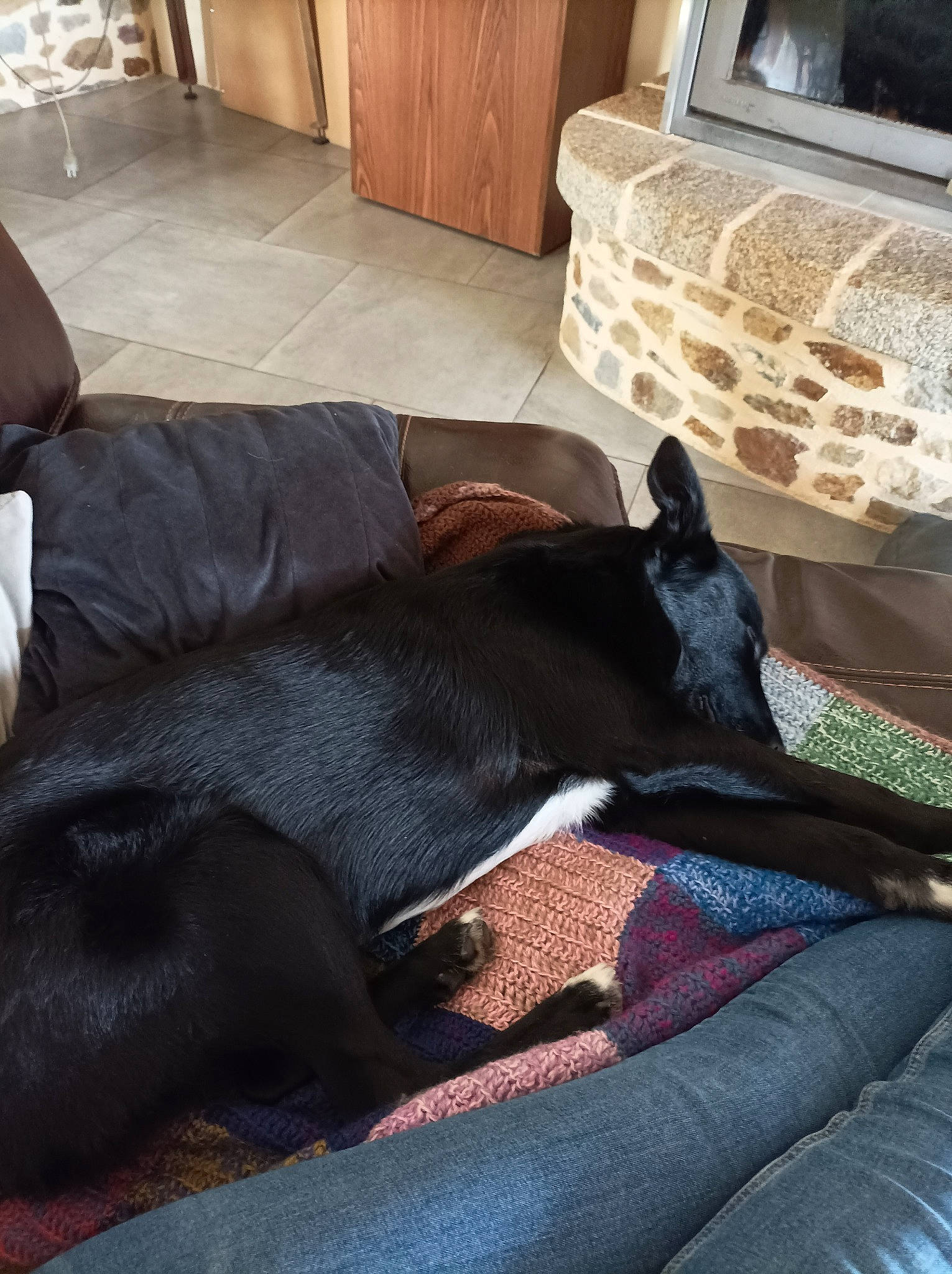 Tia a rejoint le concours — aidez-le/la à gagner de superbes lots ! analog_television, brown, cabinetry, carnivore, comfort, companion_dog, couch, dog, dog_breed, fawn, floor, flooring, grey, hardwood, interior_design, living_room, mammal, tail, tints_and_shades, wood