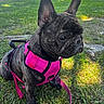 dog, french_bulldog, pet, animal, outdoor, grass, park, pink_harness, leash, black_coat, brindle, sitting, portrait, close_up, ears, wrinkles, serious_expression, sunlight, car, sidewalk