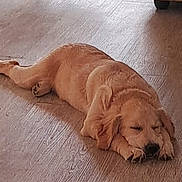 Apache a rejoint le concours — aidez-le/la à gagner de superbes lots ! dog, puppy, golden_retriever, sleeping, floor, wooden_floor, indoor, pet, animal, resting, cozy, furniture, carpet, cute, relaxed, domestic, canine, young_dog, home, calm