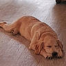 dog, puppy, golden_retriever, sleeping, floor, wooden_floor, indoor, pet, animal, resting, cozy, furniture, carpet, cute, relaxed, domestic, canine, young_dog, home, calm