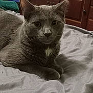 Jay Jay joined the competition — help win amazing prizes! animal, bed, bedding, cat, closeup, comfort, curious, domestic, dresser, ears, eyes, fur, furniture, gray_cat, indoor, pet, resting, screen, television, whiskers