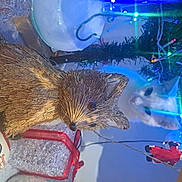 Bella participe au concours pour gagner de l'argent avec cette photo : carnivore, christmas, christmas_decoration, christmas_ornament, claw, electric_blue, event, felidae, fun, fur, holiday, organism, ornament, plant, rodent, small_to_medium_sized_cats, tail, tree, whiskers, winter