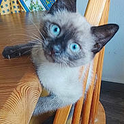 Saphir a rejoint le concours — aidez-le/la à gagner de superbes lots ! cat, kitten, siamese_cat, blue_eyes, animal, pet, portrait, close_up, head_tilt, curious, sitting, chair, wood, furniture, cushion, indoor, home, whiskers, fur, playful
