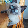 cat, kitten, siamese_cat, blue_eyes, animal, pet, portrait, close_up, head_tilt, curious, sitting, chair, wood, furniture, cushion, indoor, home, whiskers, fur, playful