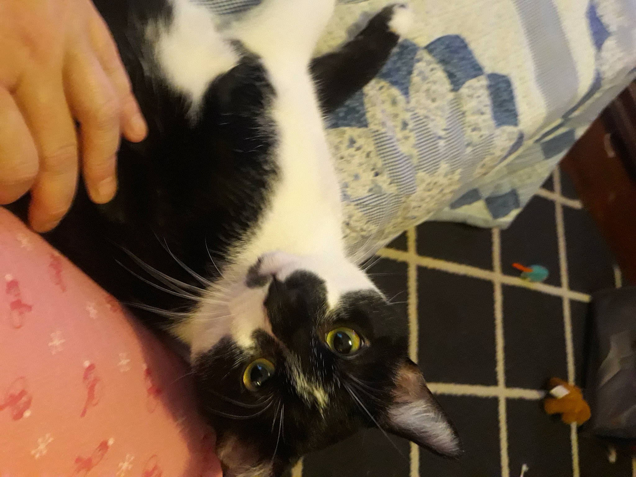 Caspian is registered to the contest to win money with this photo: black_cat, carnivore, cat, claw, comfort, domestic_short_haired_cat, felidae, foot, fur, human_leg, nail, paw, pet_supply, small_to_medium_sized_cats, snout, tail, whiskers