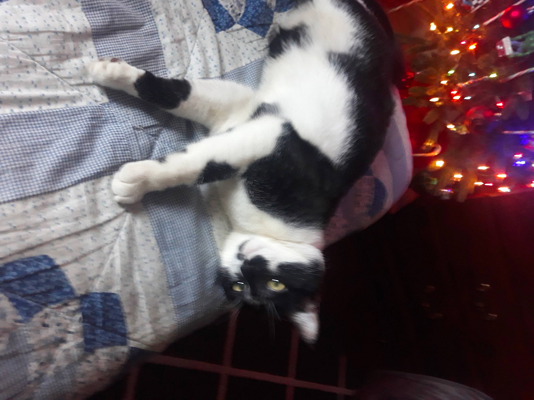 Caspian joined the competition — help win amazing prizes! canidae, cat, christmas_tree, claw, comfort, companion_dog, dog_breed, domestic_short_haired_cat, event, felidae, fur, holiday, linens, pattern, paw, small_to_medium_sized_cats, snout, tail, tree, whiskers