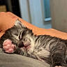 adorable, animal, closeup, cozy, cute, domestic, feline, fur, gray, indoors, kitten, paw, peaceful, pet, resting, sleeping, soft, whiskers, white, young