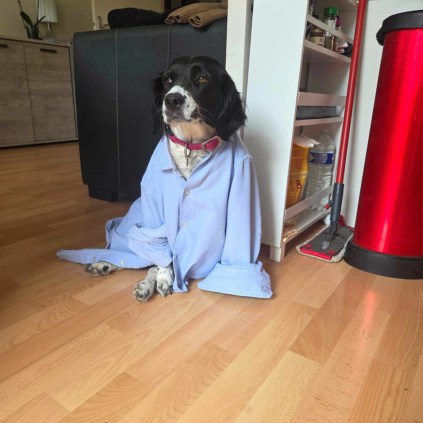 Romy a rejoint le concours — aidez-le/la à gagner de superbes lots ! animal, black_and_white_dog, cabinet, casual, collar, couch, cute, dog, domestic, flooring, furniture, household_items, indoor, living_room, mop, pet, red_trash_bin, shirt, water_bottle, wooden_floor