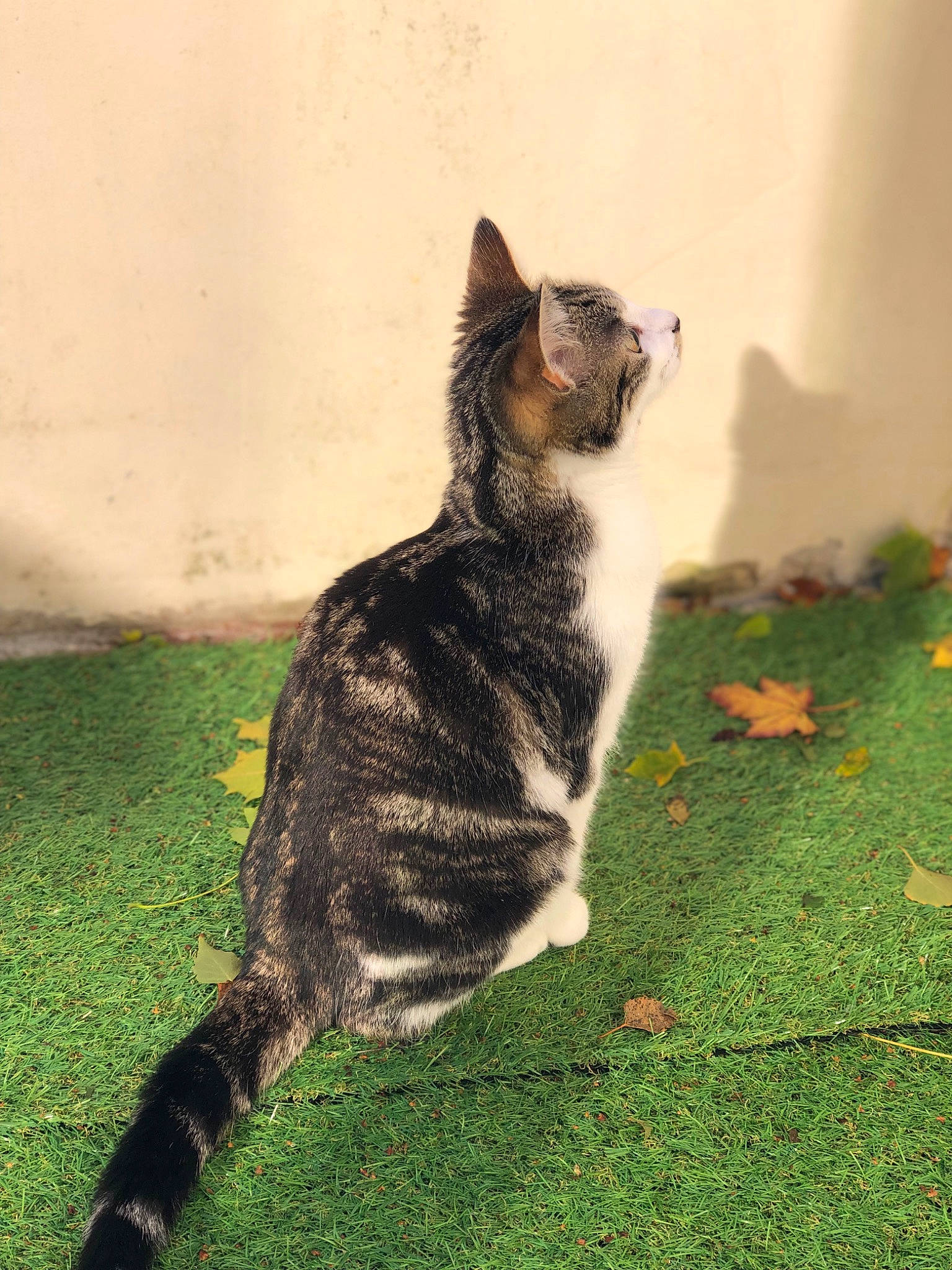 Groot participe au concours pour gagner de l'argent avec cette photo : art, canidae, carnivore, cat, dog_breed, domestic_short_haired_cat, eye, felidae, fur, grass, grassland, paw, plant, small_to_medium_sized_cats, sporting_group, tail, terrestrial_animal, tree, whiskers, wildlife