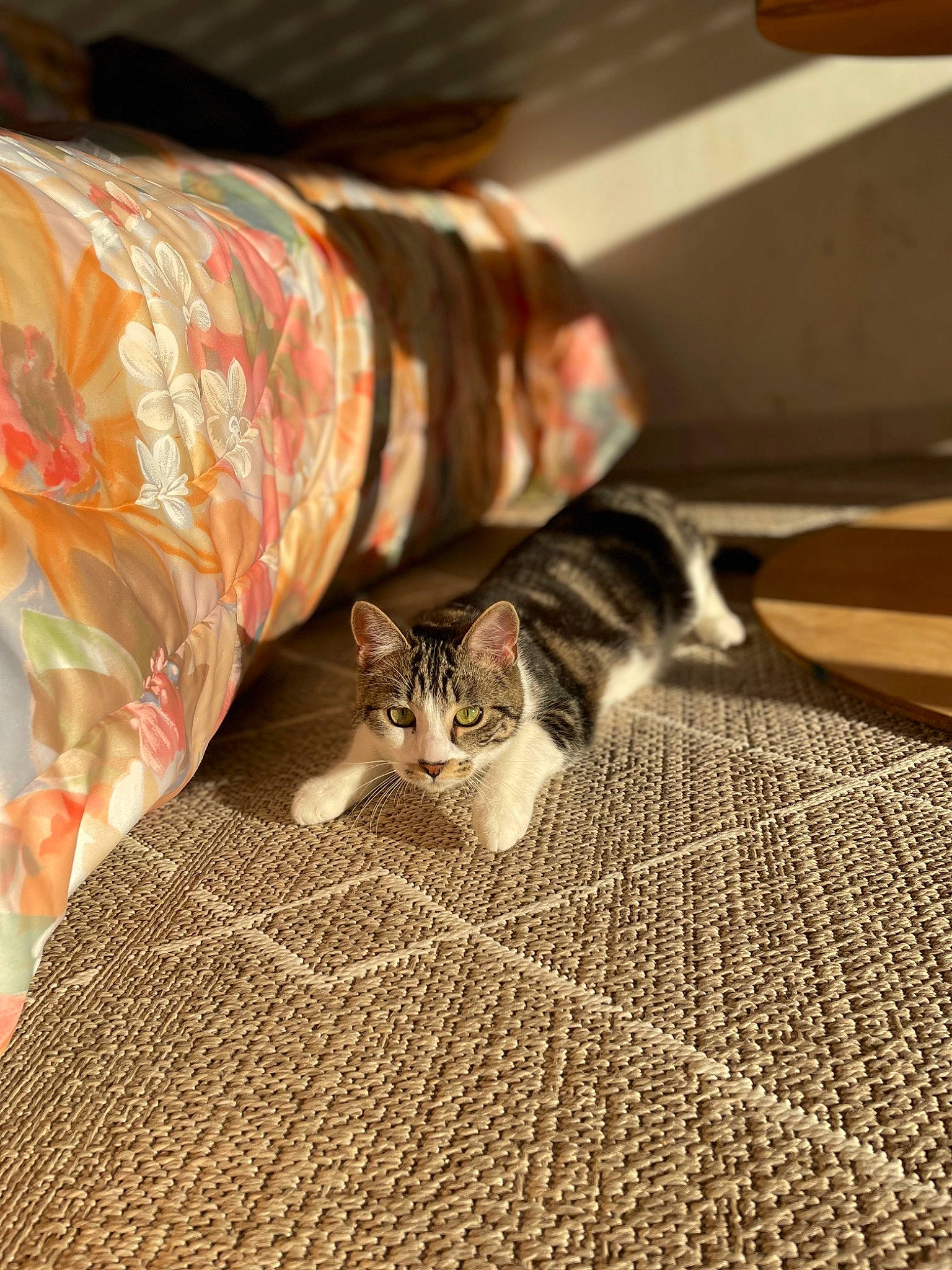 Groot a rejoint le concours — aidez-le/la à gagner de superbes lots ! carnivore, carpet, cat, comfort, domestic_short_haired_cat, felidae, floor, flooring, fur, hardwood, human_leg, linens, pattern, room, small_to_medium_sized_cats, tail, textile, vertebrate, whiskers, wood
