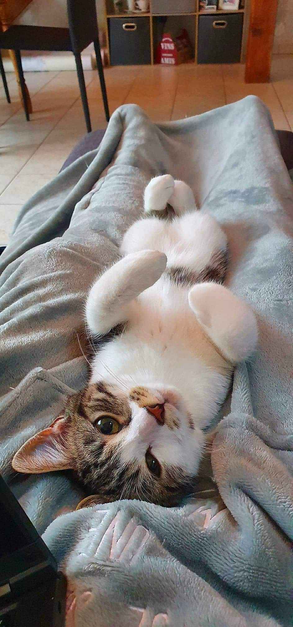 Groot participe au concours pour gagner de l'argent avec cette photo : carnivore, cat, claw, comfort, domestic_short_haired_cat, fang, fawn, felidae, fur, linens, nap, paw, sleep, small_to_medium_sized_cats, snout, tail, terrestrial_animal, whiskers