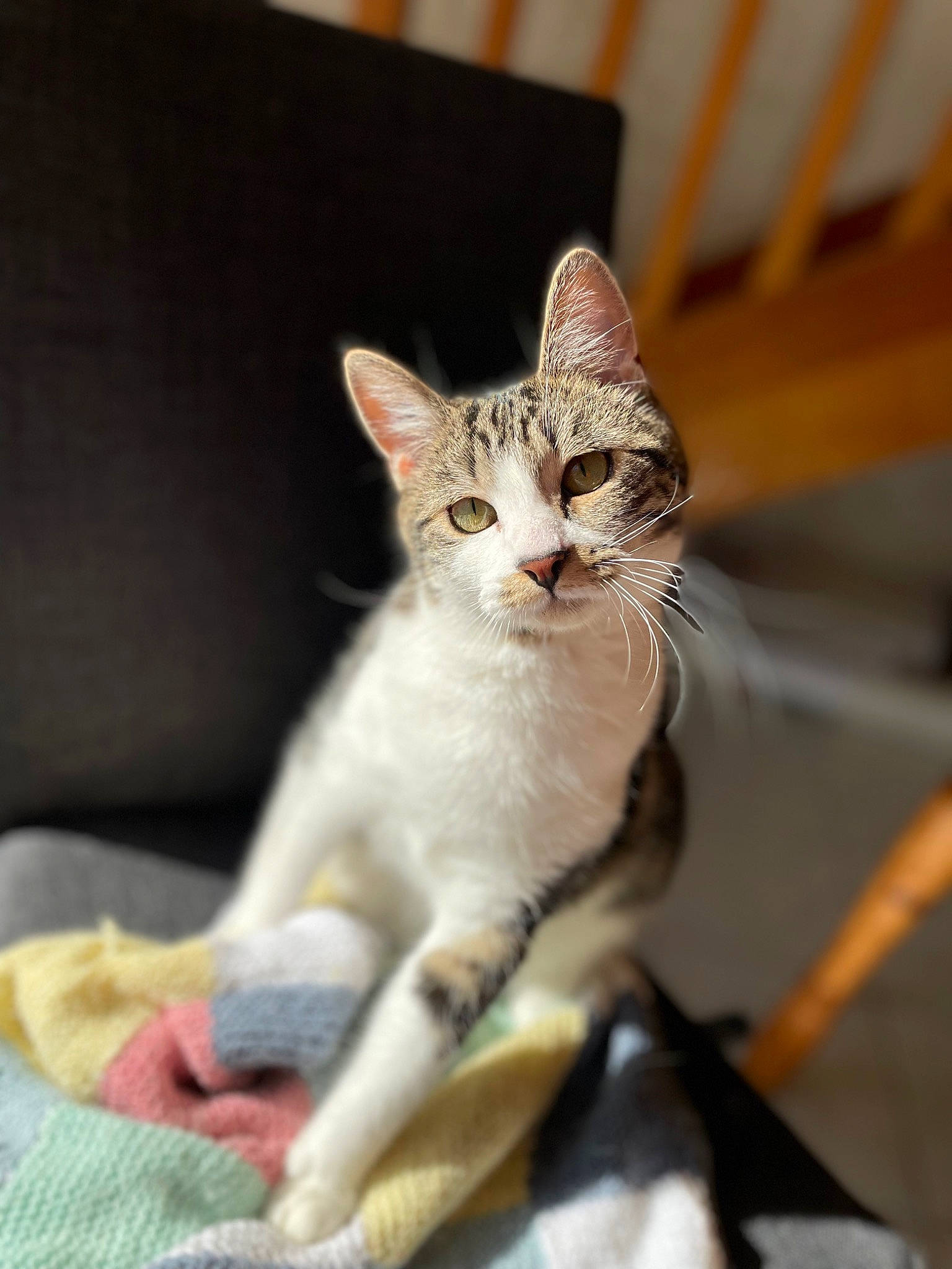 Groot participe au concours pour gagner de l'argent avec cette photo : carnivore, cat, claw, comfort, domestic_short_haired_cat, fawn, felidae, fur, paw, sitting, small_to_medium_sized_cats, snout, tail, terrestrial_animal, whiskers, wildlife, wood