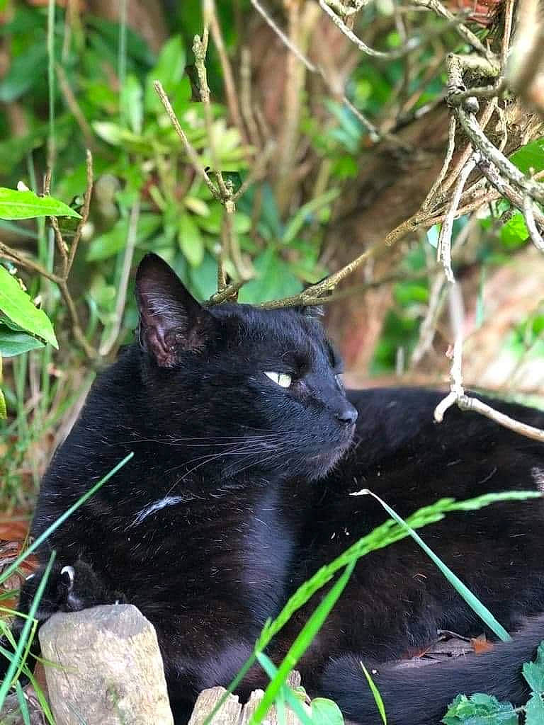 Choco participe au concours pour gagner de l'argent avec cette photo : black_cat, bombay, carnivore, cat, domestic_short_haired_cat, felidae, flowering_plant, fur, grass, groundcover, plant, shrub, small_to_medium_sized_cats, snout, terrestrial_animal, terrestrial_plant, twig, whiskers, wildlife