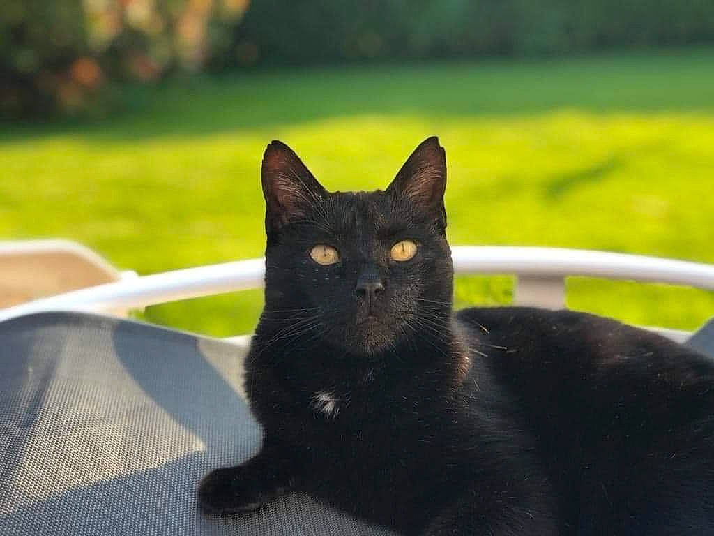 Choco a rejoint le concours — aidez-le/la à gagner de superbes lots ! black_cat, bombay, carnivore, cat, domestic_short_haired_cat, eye, felidae, fur, grass, havana_brown, plant, sitting, small_to_medium_sized_cats, snout, tail, terrestrial_animal, tree, whiskers, wildlife