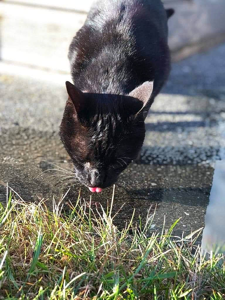 Choco a rejoint le concours — aidez-le/la à gagner de superbes lots ! black_cat, canidae, carnivore, cat, claw, dog_breed, domestic_short_haired_cat, felidae, fur, grass, human_leg, livestock, small_to_medium_sized_cats, snout, soil, sporting_group, tail, terrestrial_animal, whiskers, wildlife