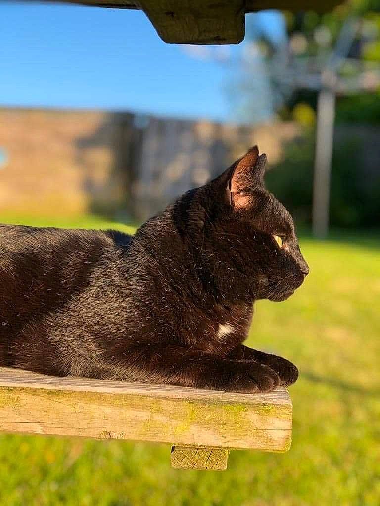 Choco participe au concours pour gagner de l'argent avec cette photo : carnivore, cat, domestic_short_haired_cat, fawn, felidae, fur, grass, plant, roof, sitting, sky, small_to_medium_sized_cats, snout, tail, terrestrial_animal, tree, trunk, whiskers, wildlife, wood
