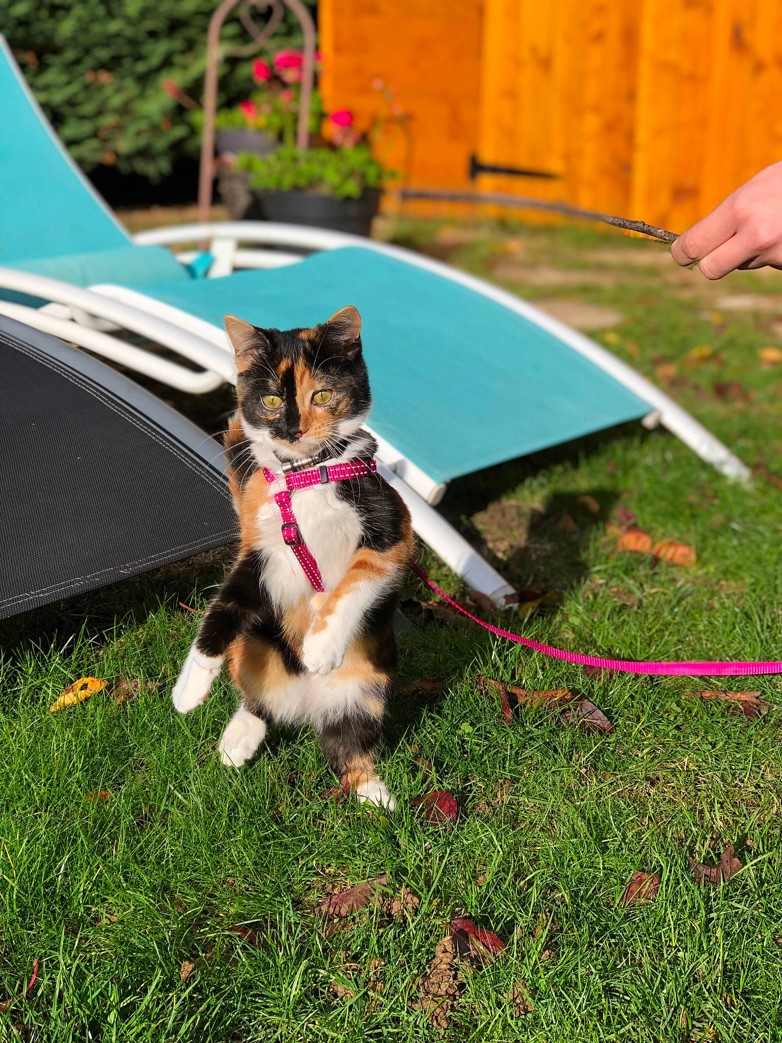 Vicky participe au concours pour gagner de l'argent avec cette photo : carnivore, cat, collar, companion_dog, dog, dog_breed, fashion_accessory, fawn, felidae, grass, herding_dog, lawn, leash, leisure, plant, recreation, small_to_medium_sized_cats, tail, toy, whiskers