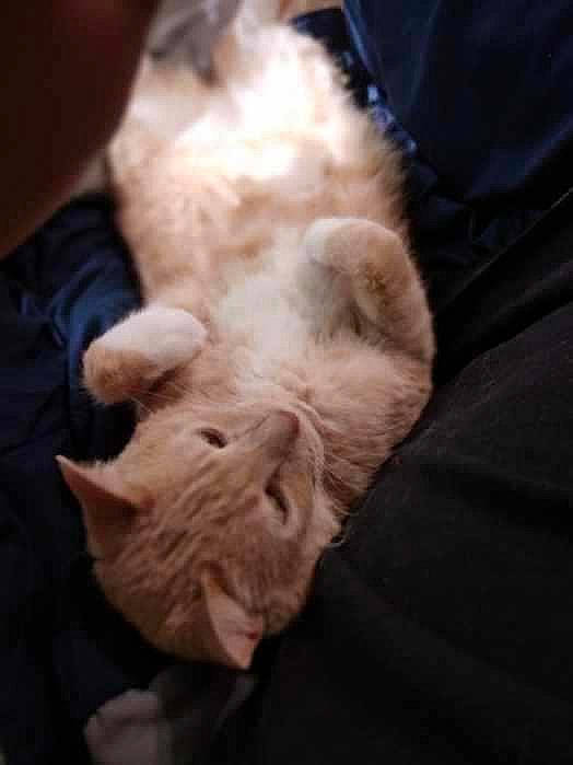 Bubby joined the competition — help win amazing prizes! canidae, carnivore, claw, comfort, companion_dog, dog_breed, domestic_short_haired_cat, fawn, felidae, foot, fur, gesture, nap, paw, small_to_medium_sized_cats, snout, sporting_group, tail, toy_dog, whiskers