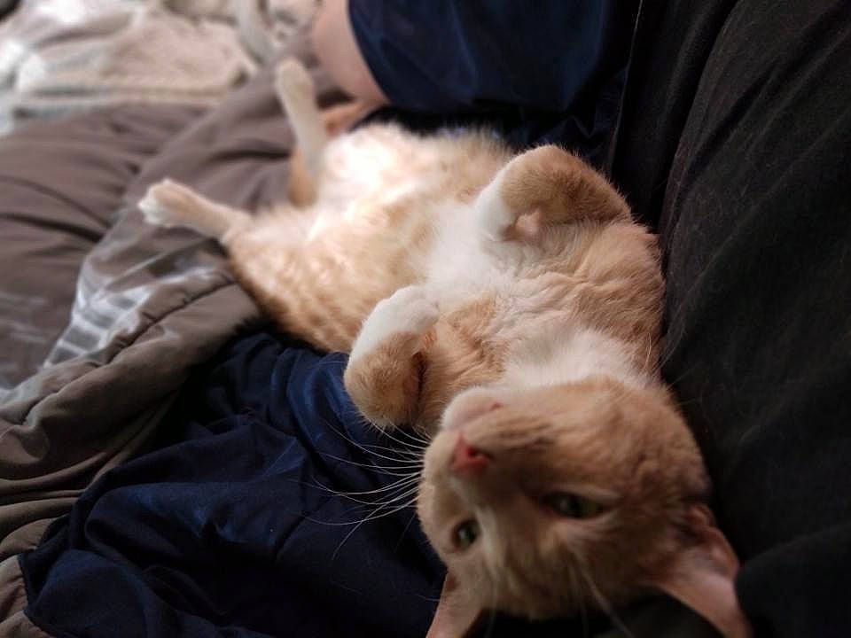 Bubby is registered to the contest to win money with this photo: canidae, carnivore, cat, claw, comfort, companion_dog, couch, curtain, domestic_short_haired_cat, fawn, felidae, foot, fur, nap, paw, sleep, small_to_medium_sized_cats, snout, tail, whiskers