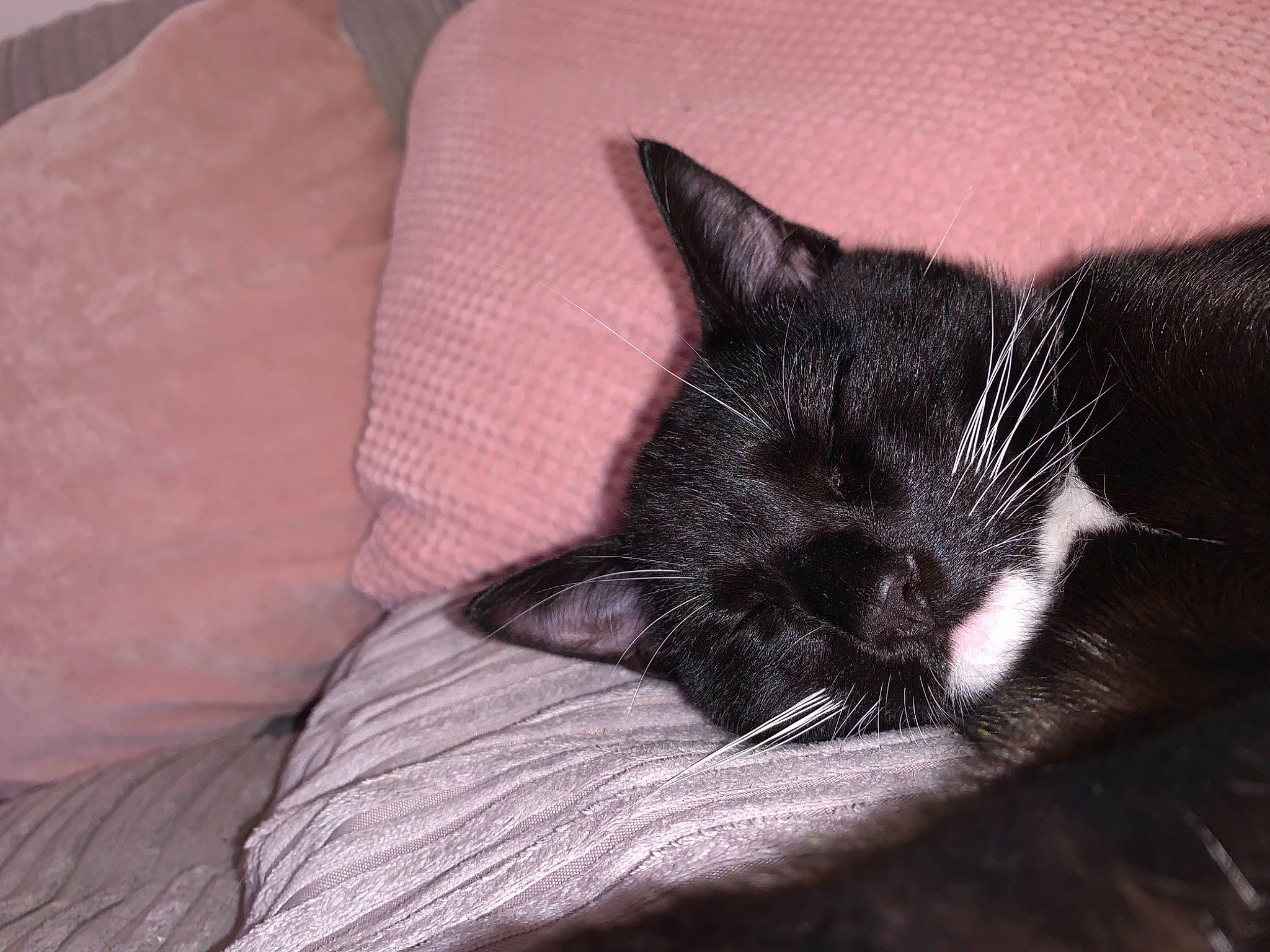 Rocco is registered to the contest to win money with this photo: black_cat, carnivore, cat, claw, comfort, domestic_short_haired_cat, ear, felidae, foot, fur, grey, human_leg, linens, nap, paw, sleep, small_to_medium_sized_cats, snout, tail, whiskers