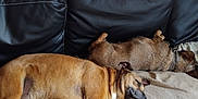 Rita participe au concours pour gagner de l'argent avec cette photo : blanket, brown_dog, canine, collar, companion, couch, cozy, dog, domestic, fur, indoor, leather, nap, pet, relaxation, resting, sleeping, small_dog, tile_floor, two_dogs