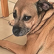 Rita a rejoint le concours — aidez-le/la à gagner de superbes lots ! alert, animal, brown, canine, close_up, companion, cute, dog, domestic, ears, face, floor, fur, indoor, looking_back, paw, pet, portrait, resting, tile_floor