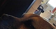 Rita a rejoint le concours — aidez-le/la à gagner de superbes lots ! black_fur, blanket, brown_fur, calm, chair, close_up, computer_screen, cozy, dim_light, dog, floral_pattern, furniture, home, indoor, pet, quiet, relaxing, resting, sleepy, window