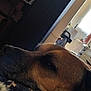 Rita a rejoint le concours — aidez-le/la à gagner de superbes lots ! black_fur, blanket, brown_fur, calm, chair, close_up, computer_screen, cozy, dim_light, dog, floral_pattern, furniture, home, indoor, pet, quiet, relaxing, resting, sleepy, window