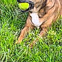 Rita participe au concours pour gagner de l'argent avec cette photo : animal, brown_dog, canine, close_up, collar, daylight, dog, fun, grass, greenery, laying_down, leisure, mouth, nature, outdoor, pet, playful, resting, summer, tennis_ball