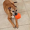 Rita a rejoint le concours — aidez-le/la à gagner de superbes lots ! animal, collar, companion_animal, dog, fetch, front_legs, happy, indoors, looking_at_camera, open_mouth, orange_ball, paws, pet, playing, portrait, short_hair, sitting, tan_dog, tile_floor, toy