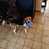 Voyou participe au concours pour gagner de l'argent avec cette photo : dog, beagle, toy, plush_toy, indoor, floor_tiles, tail, pet, animal, brown, white, black, playful, looking_up, home, office_chair, desk, cabinet, wooden_furniture, happy