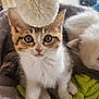 cat, kitten, pet, animal, feline, sleeping, curious, fluffy, bed, cozy, indoor, cute, whiskers, ears, fur, resting, closeup, eyes, soft, companion