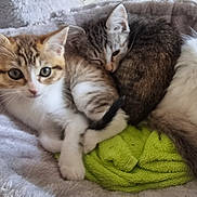 Luna a rejoint le concours — aidez-le/la à gagner de superbes lots ! kitten, cat, animal, pet, feline, snuggle, sleeping, curious, plush_bed, soft, cozy, green_towel, indoor, cute, three_animals, fur, whiskers, ears, resting, companion