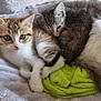kitten, cat, animal, pet, feline, snuggle, sleeping, curious, plush_bed, soft, cozy, green_towel, indoor, cute, three_animals, fur, whiskers, ears, resting, companion