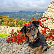 Rexi participe au concours pour gagner de l'argent avec cette photo : animal, architecture, building, canine, dog, flower, flowerarrangement, geranium, germanshepherd, hound, nature, outdoors, pet, plant, puppy, rock, slate, terrier, tree, wall