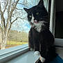 cat, tuxedo_cat, feline, pet, window, window_sill, paws, whiskers, tongue, green_eyes, black_fur, white_markings, indoor, outdoor_view, trees, sky, blinds, sunlight, portrait, curious